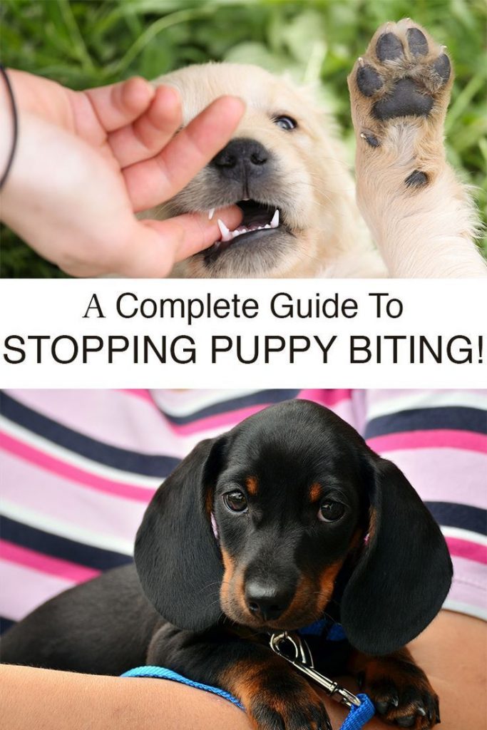 Puppy Biting Training Tips And Guide